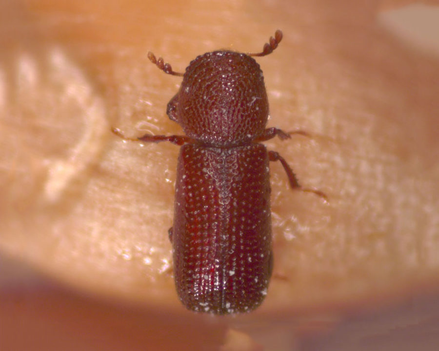 Lesser-Grain-Borers_Gallery_01-900x720