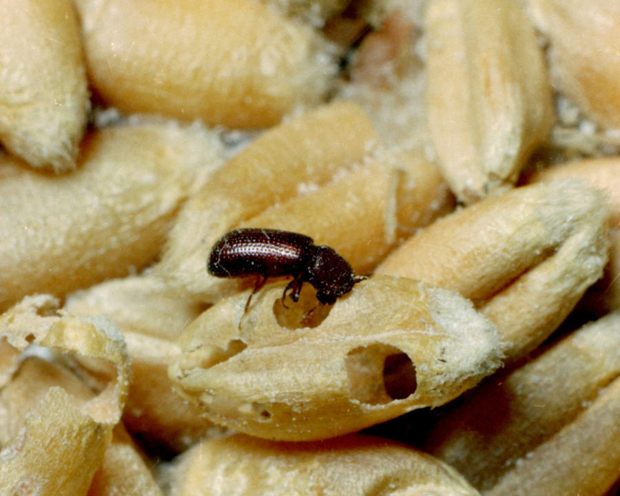 Lesser-Grain-Borers_Gallery_02-900x720