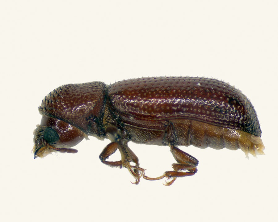 Lesser-Grain-Borers_Gallery_03-900x720