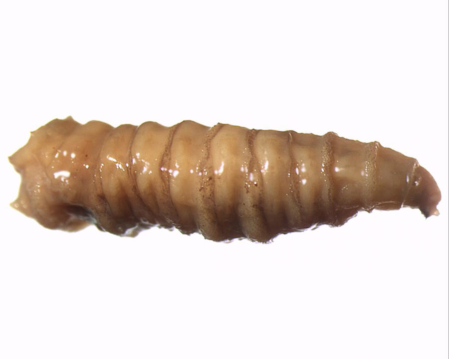 Maggots_Gallery_01-900x720