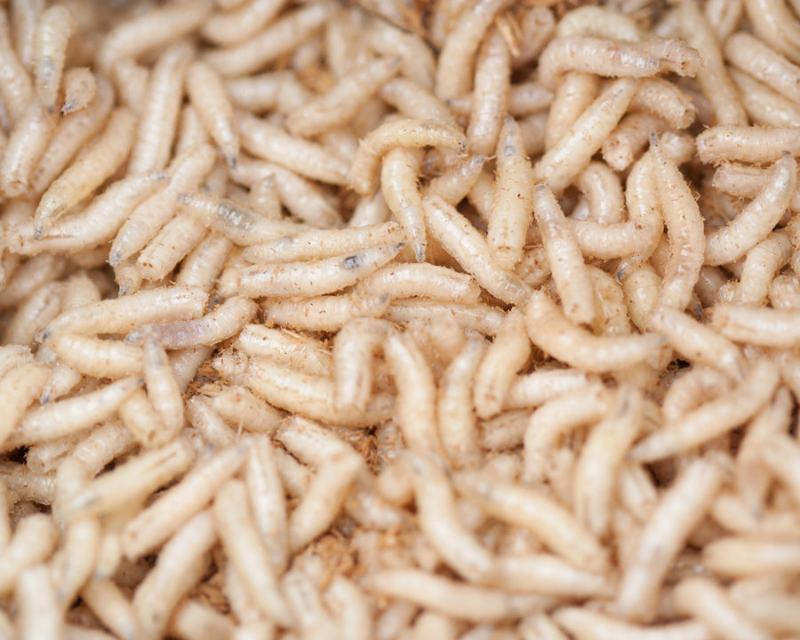 Maggots_Gallery_02-900x720