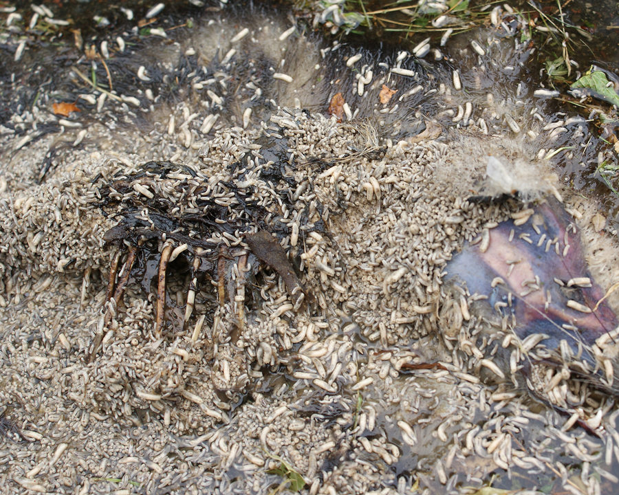 Maggots_Gallery_03-900x720