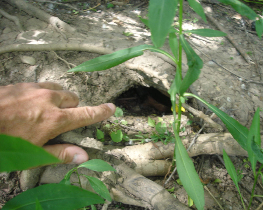 Mice_Gallery_06-900x720