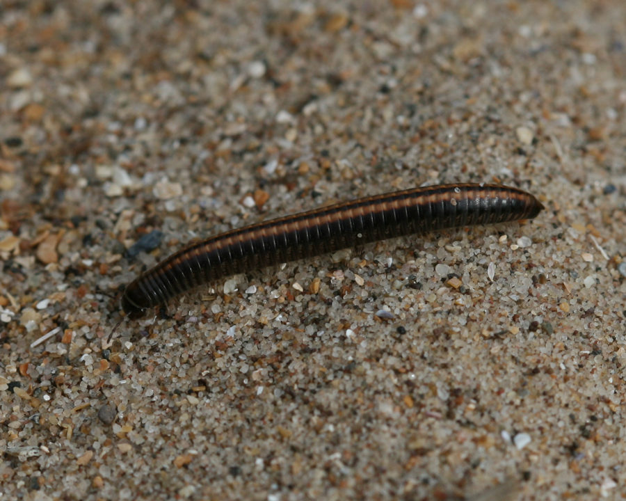 Millipedes_Gallery_01-900x720