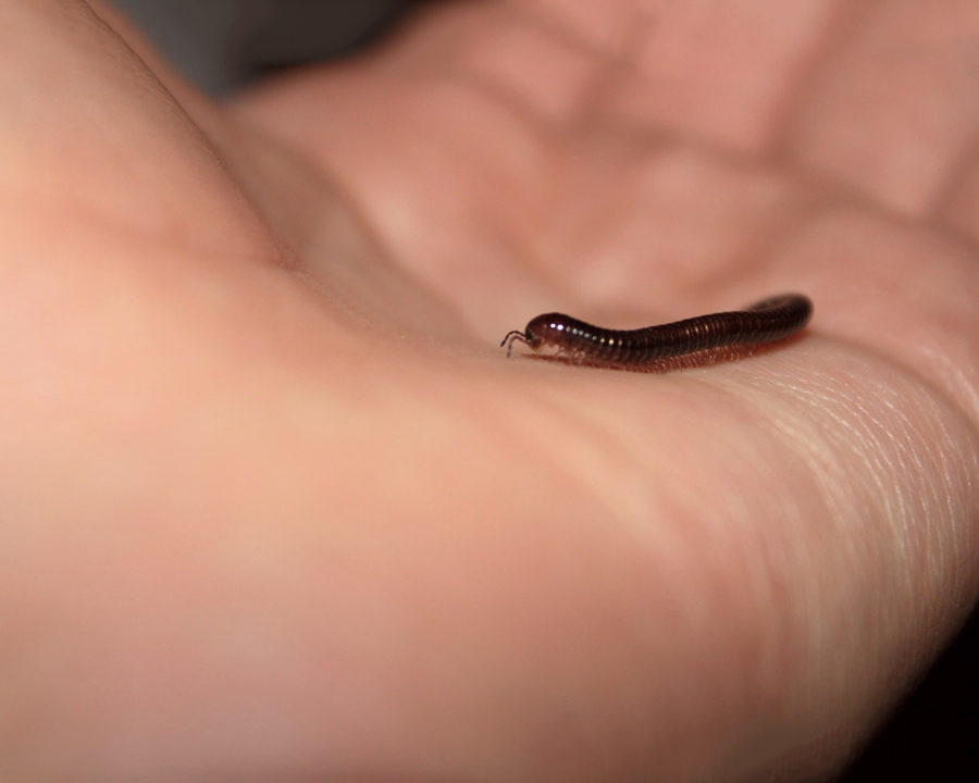 Millipedes_Gallery_02-900x720