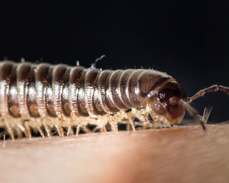Millipedes_Gallery_03-900x720