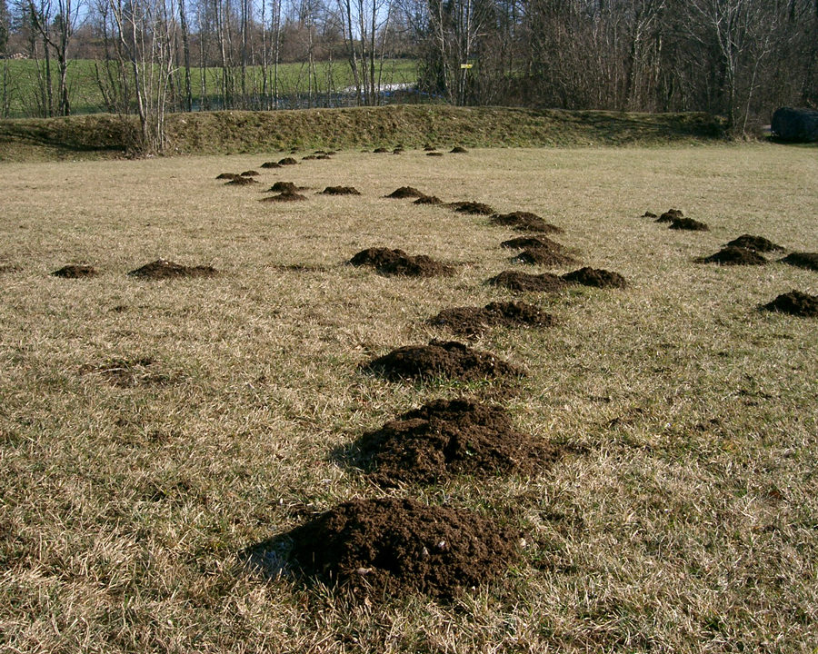 Mole_Gallery_02-900x720