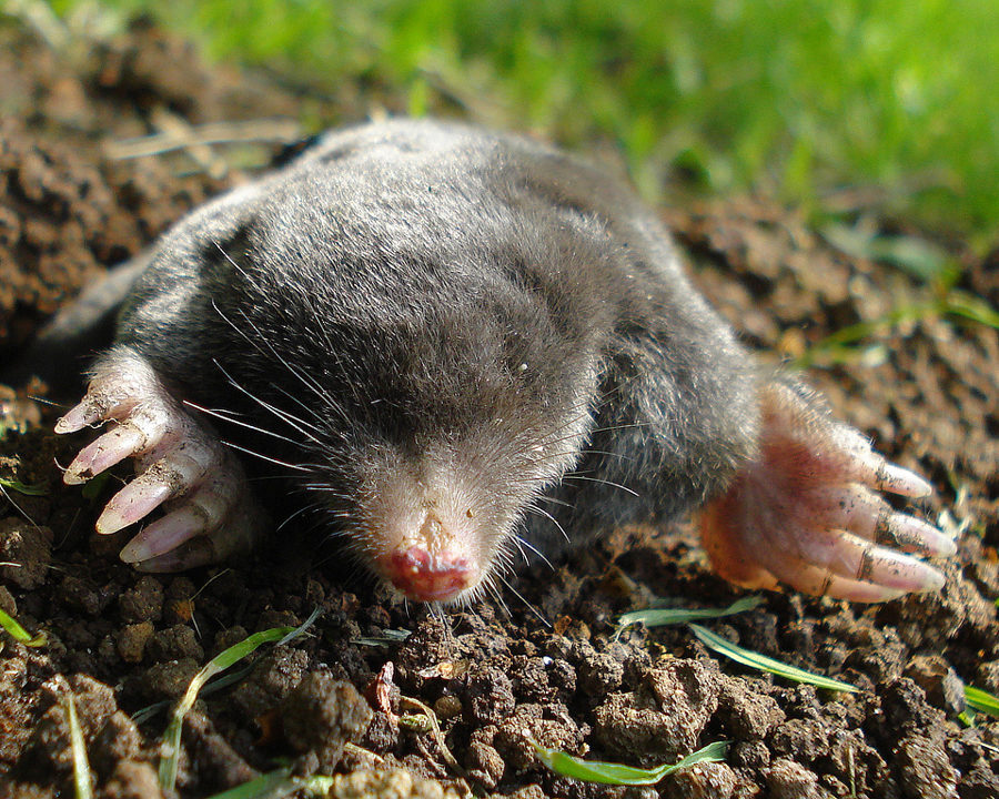 Mole_Gallery_03-900x720