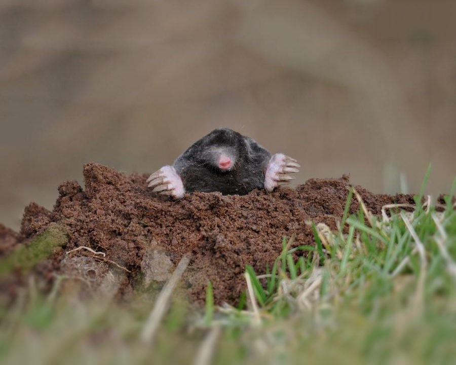 Mole_Gallery_05-900x720