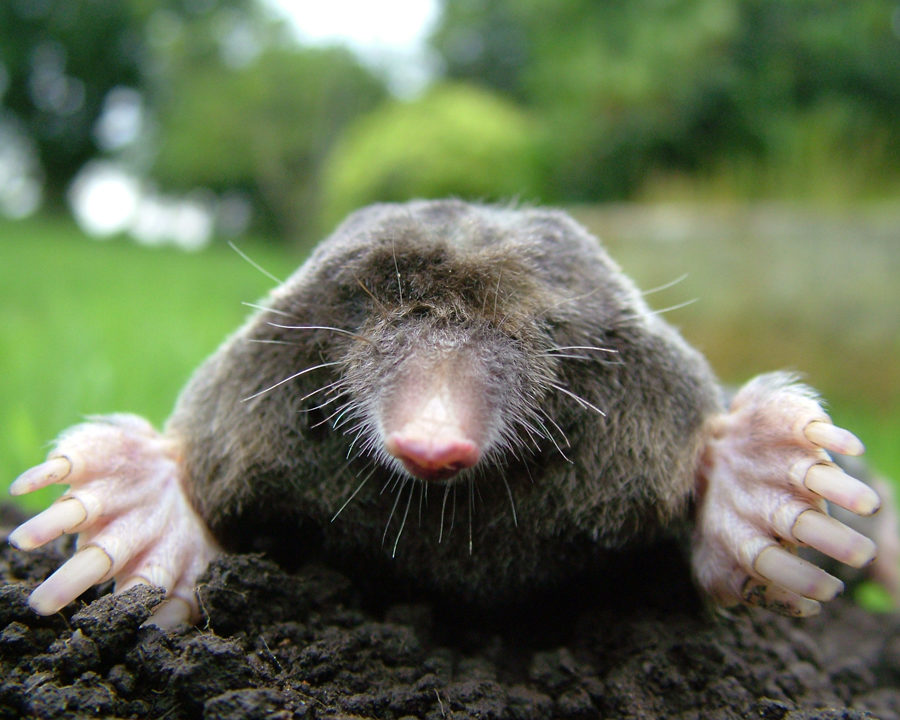 Mole_Gallery_06-900x720