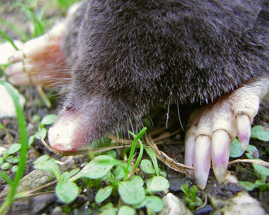 Mole_Gallery_07-900x720 (1)