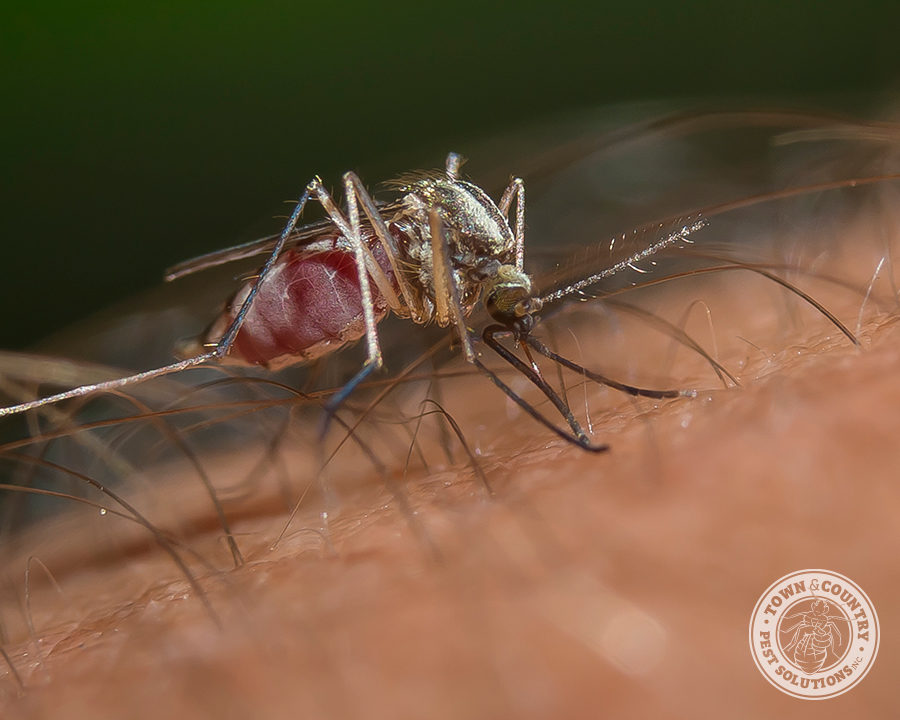 Mosquitos_Gallery_02-900x720