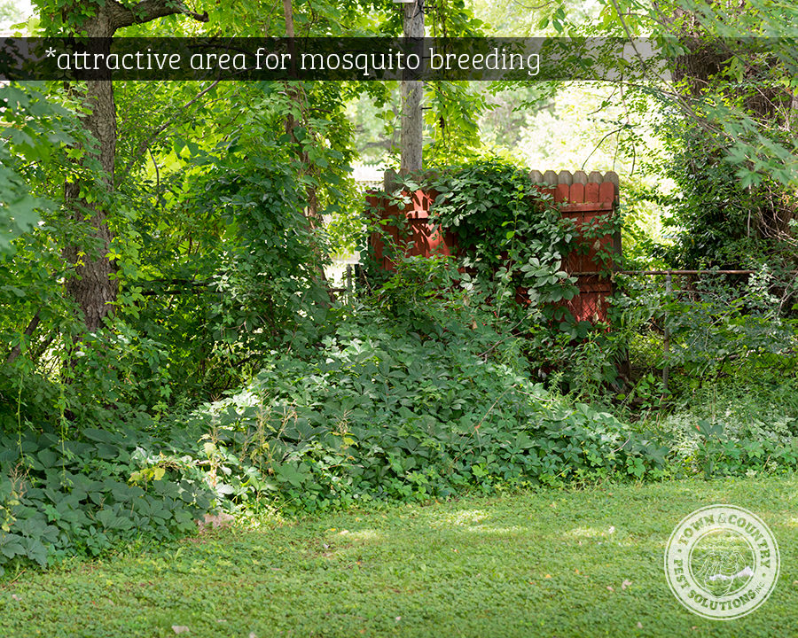 Mosquitos_Gallery_03-900x720