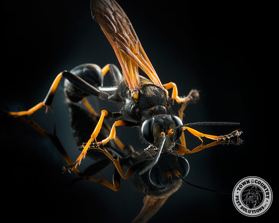 Mud-dauber_Gallery_01-900x720