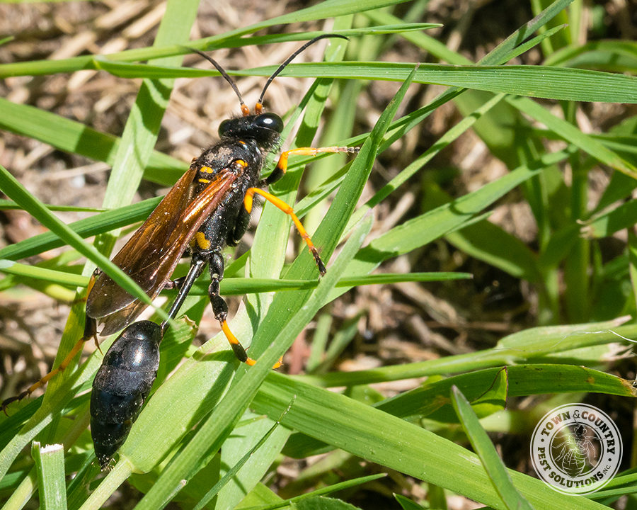 Mud-dauber_gallery_03-900x720