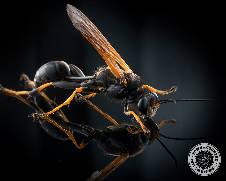 Mud-dauber_gallery_04-900x720