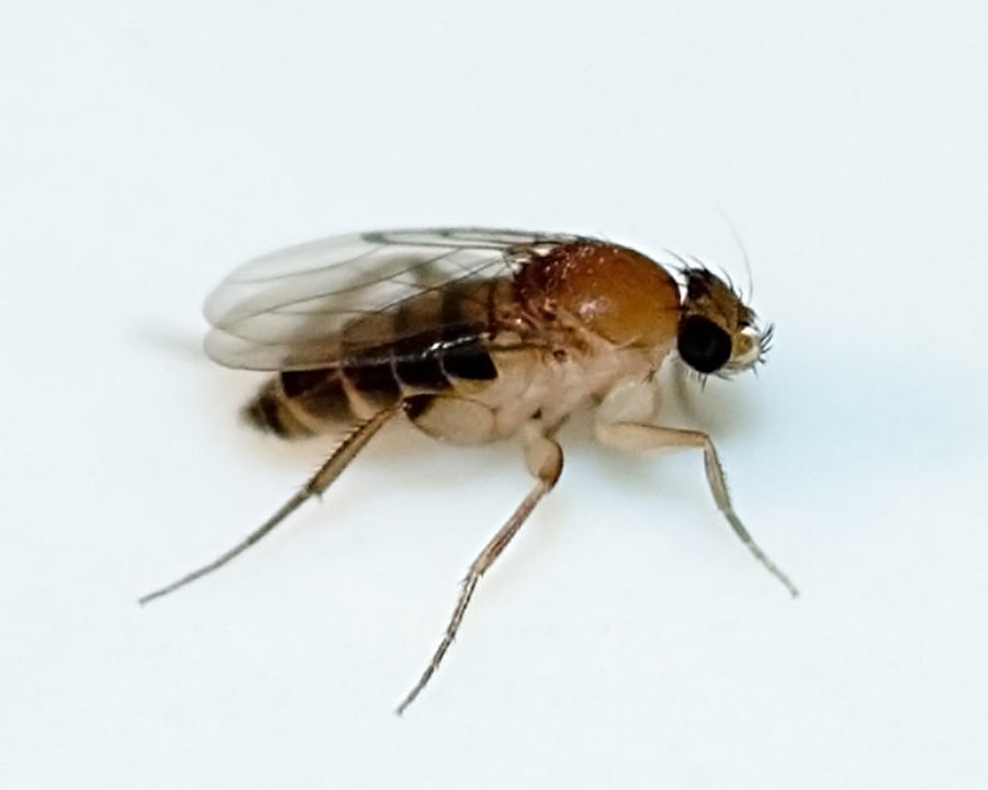 Phorid-Flies_Gallery_01-900x720
