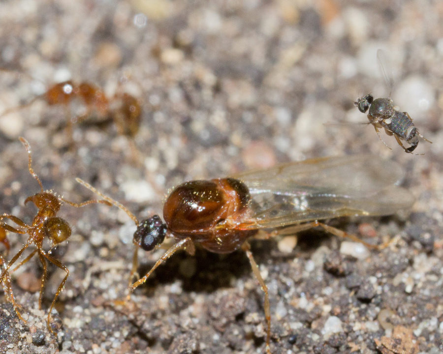 Phorid-Flies_Gallery_03-900x720