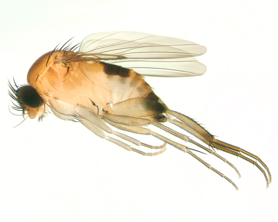 Phorid-Flies_Gallery_04-900x720