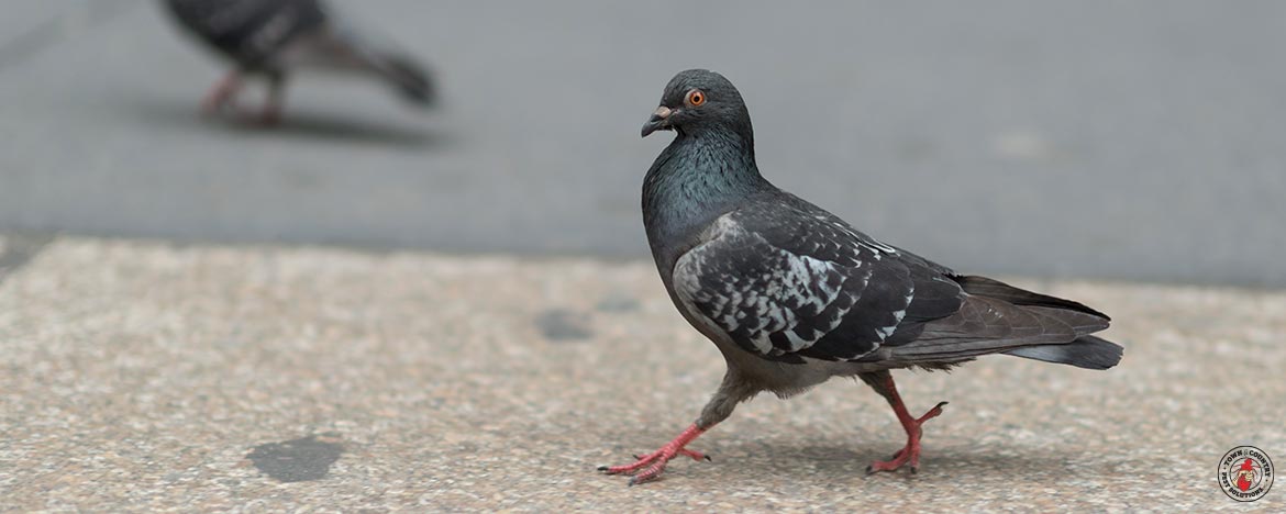 Pigeon_Banner_01