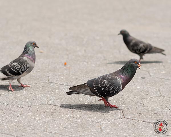 Pigeon_Gallery_04