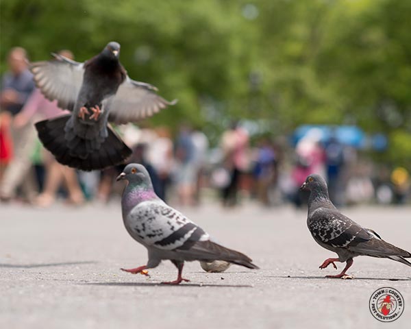 Pigeon_Gallery_06
