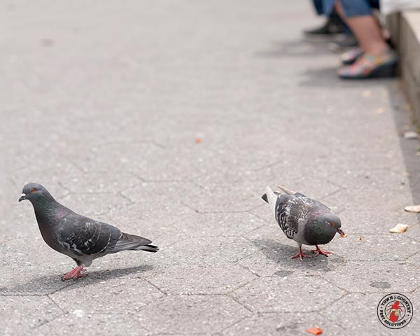 Pigeon_Gallery_08