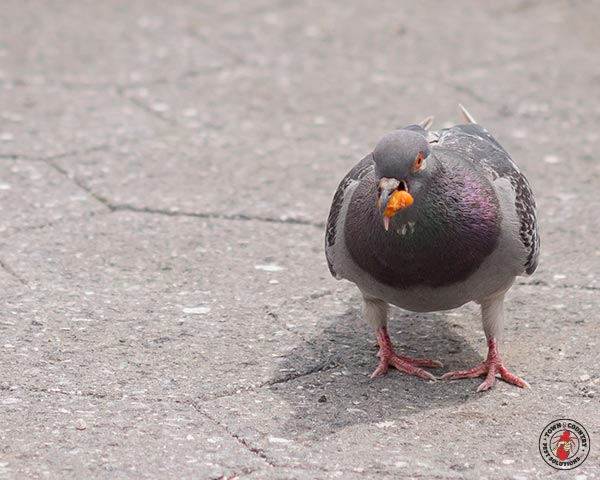 Pigeon_Gallery_09