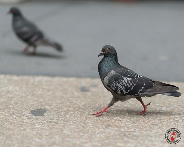 Pigeon_Gallery_10