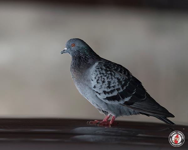Pigeon_Gallery_15