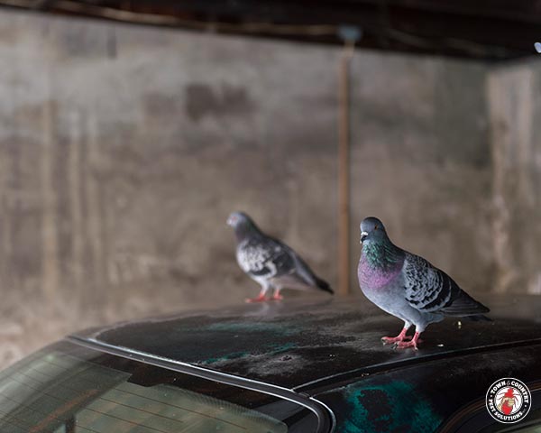 Pigeon_Gallery_16