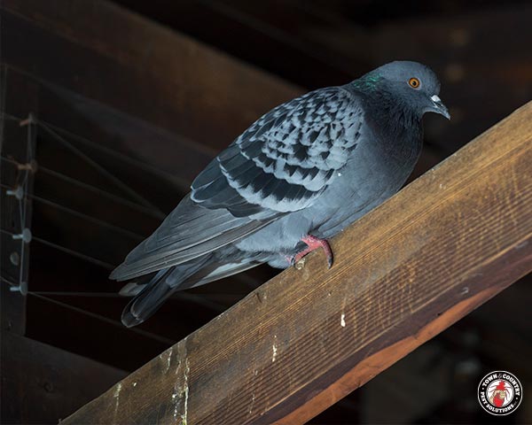 Pigeon_Gallery_17