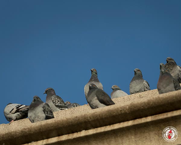 Pigeon_Gallery_19