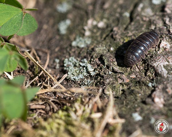 PillBug_Gallery_01