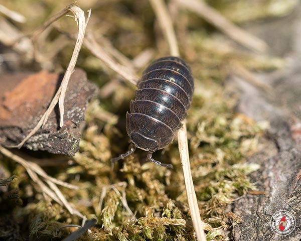 PillBug_Gallery_02