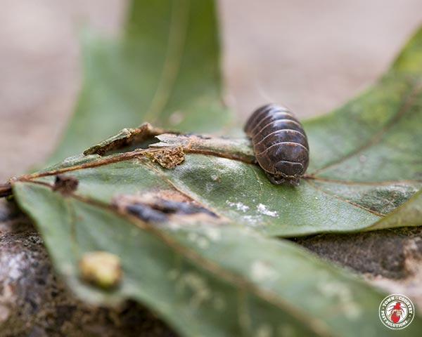 PillBug_Gallery_04
