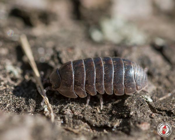 PillBug_Gallery_06