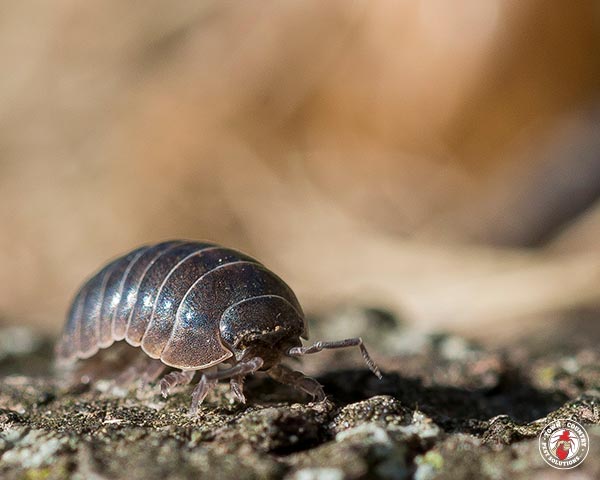 PillBug_Gallery_07