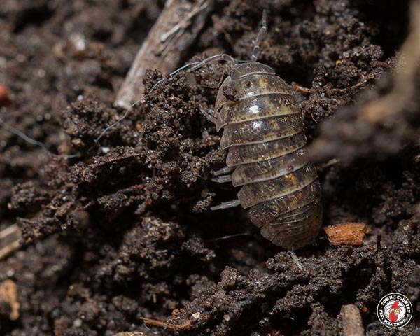 PillBug_Gallery_08