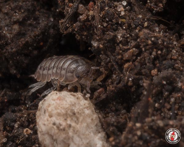 PillBug_Gallery_10