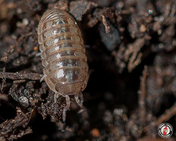 PillBug_Gallery_11