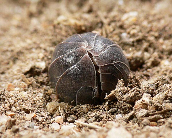 PillBug_Gallery_12