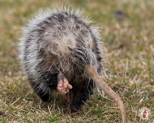 Possum_Gallery_08