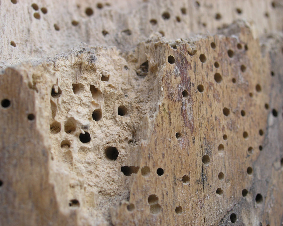 Powder-Post-Beetle_Gallery_01-900x720