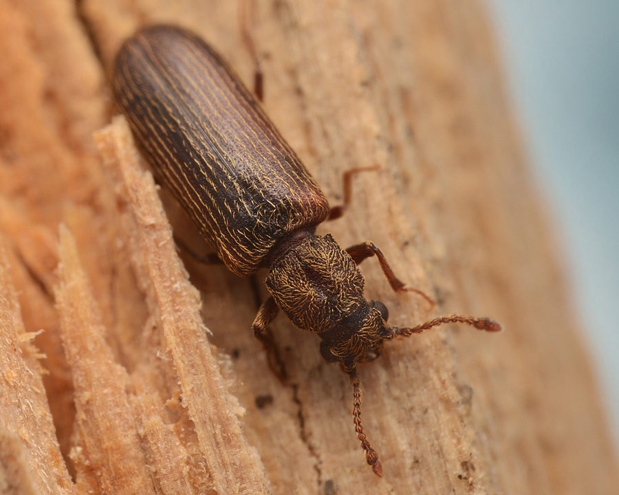 Powder-Post-Beetle_Gallery_02-900x720