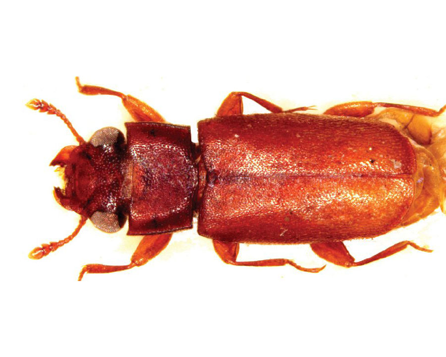 Powder-Post-Beetle_Gallery_03-900x720
