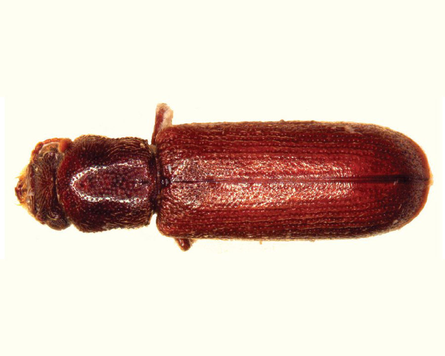 Powder-Post-Beetle_Gallery_04-900x720