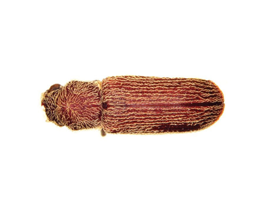 Powder-Post-Beetle_Gallery_05-900x720