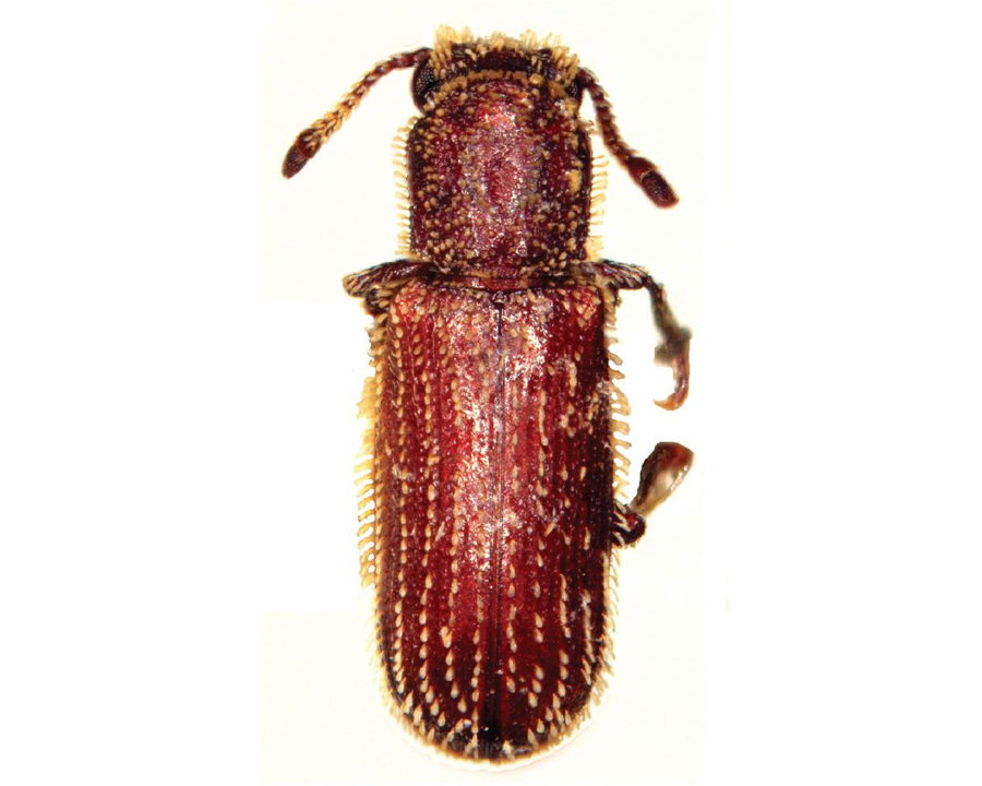 Powder-Post-Beetle_Gallery_06-900x720