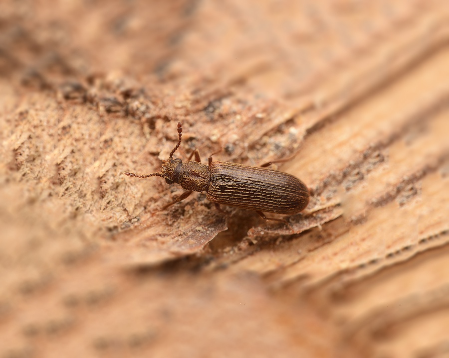 Powder-Post-Beetle_Gallery_08